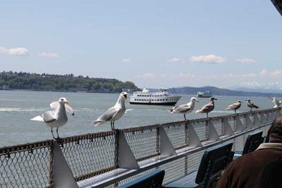 Gull-Lineup